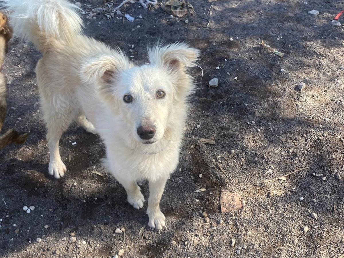 Adotta un cane, maschio, 3 anni e 8 mesi, Siracusa