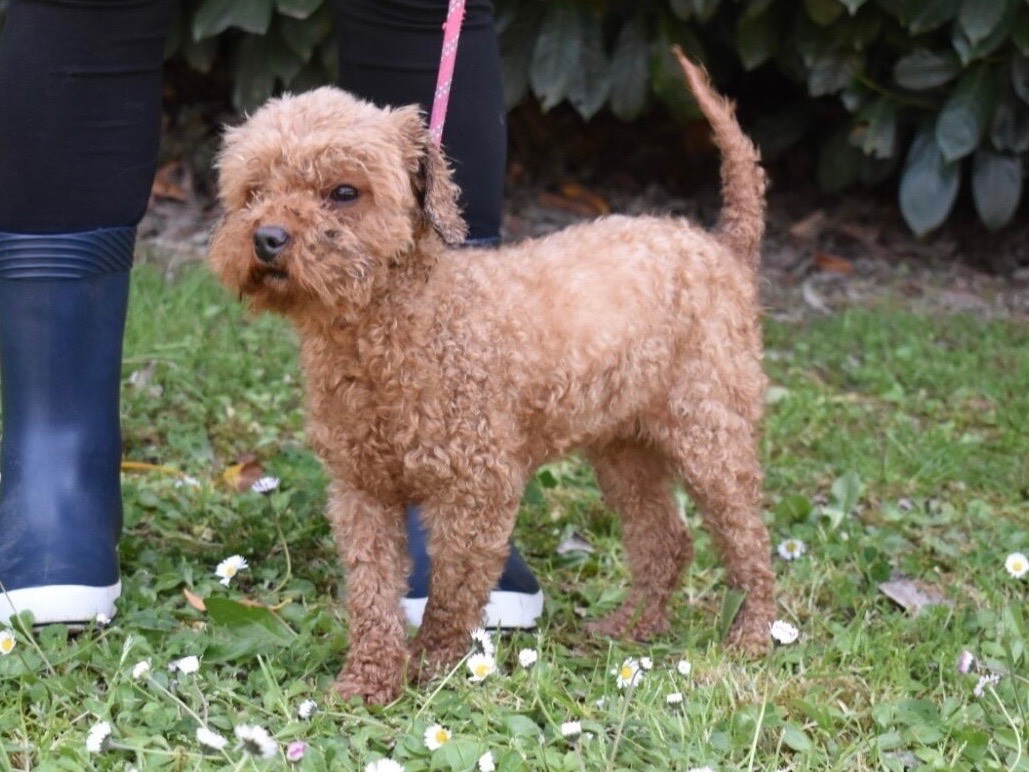 Adozione cane, femmina, Barbone Razza sconosciuta, 3 anni e 3 mesi, taglia piccola, Roma