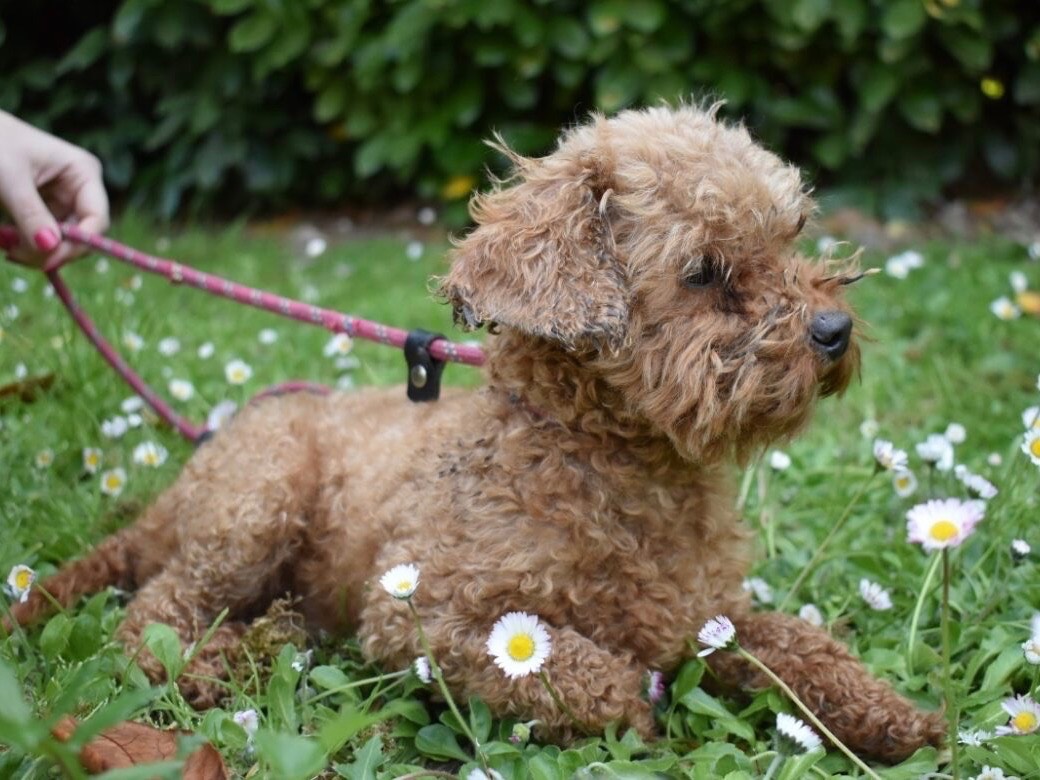 Adotta un cane, taglia piccola, femmina, Roma