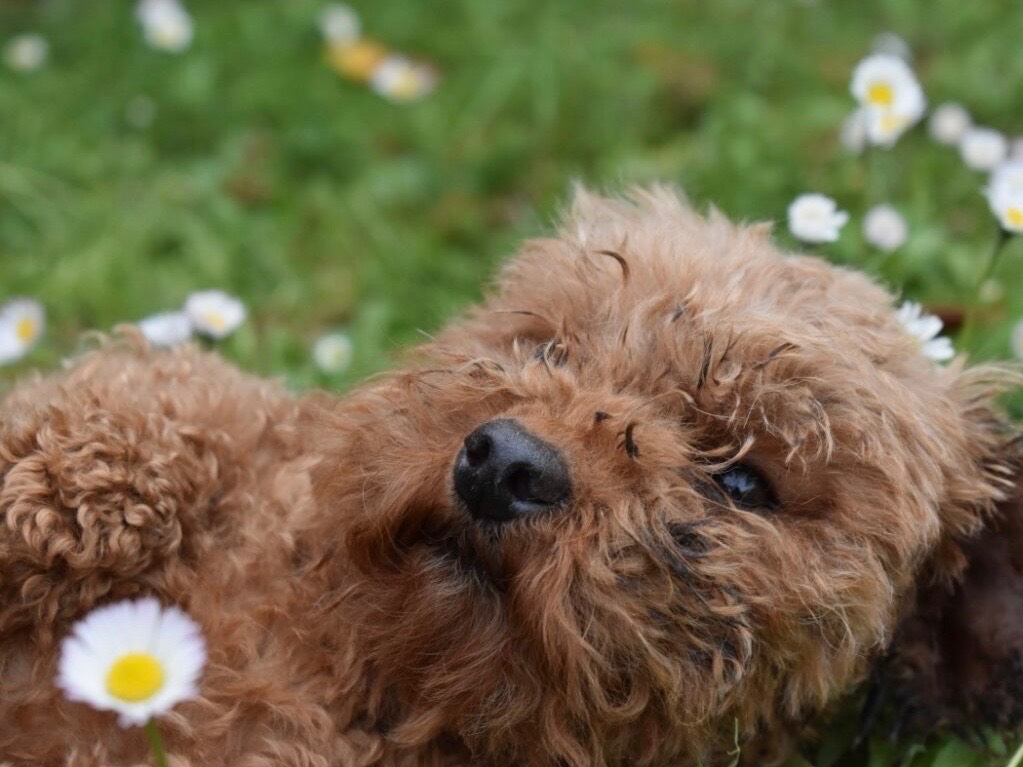 Vuoi adottare un cane a Roma?