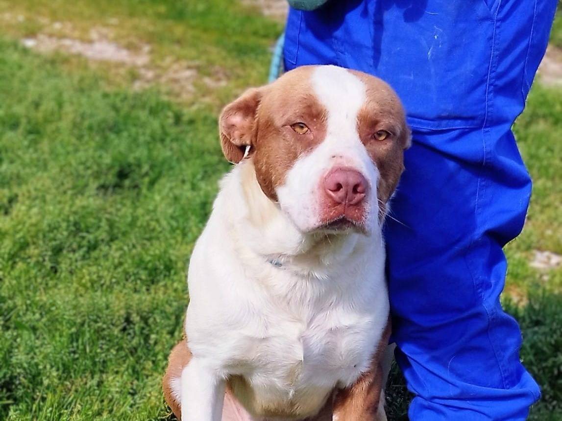 Adozione cane, femmina, Razza sconosciuta Razza sconosciuta, 9 mesi, taglia media, Trapani