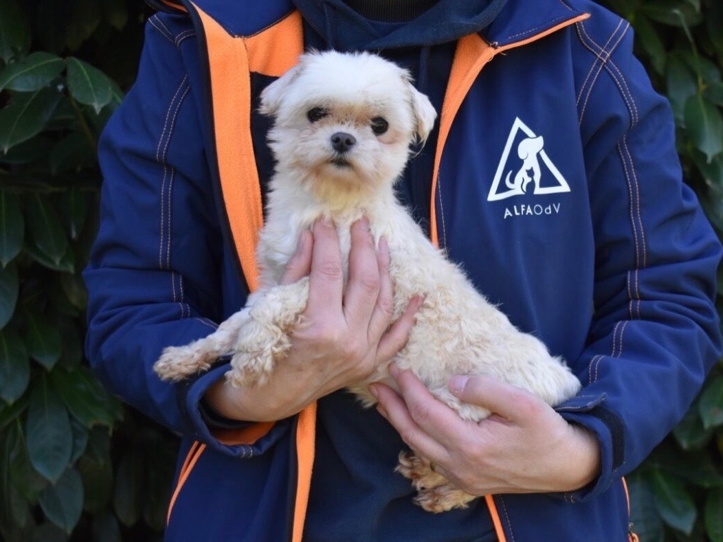 Adozione cane, femmina, Maltese Razza sconosciuta, 2 anni e 10 mesi, taglia piccola, Roma