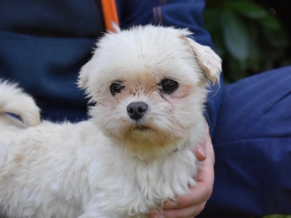 Adotta un cane, femmina, 2 anni e 10 mesi, Roma