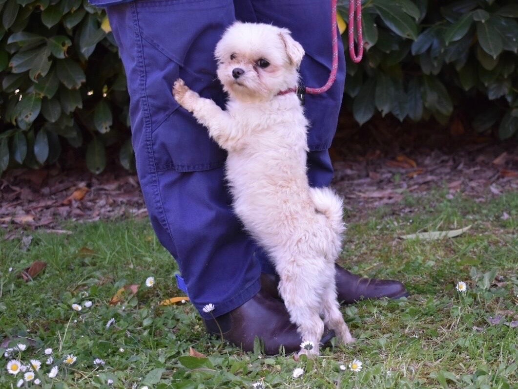 Adotta un cane, taglia piccola, femmina, Roma