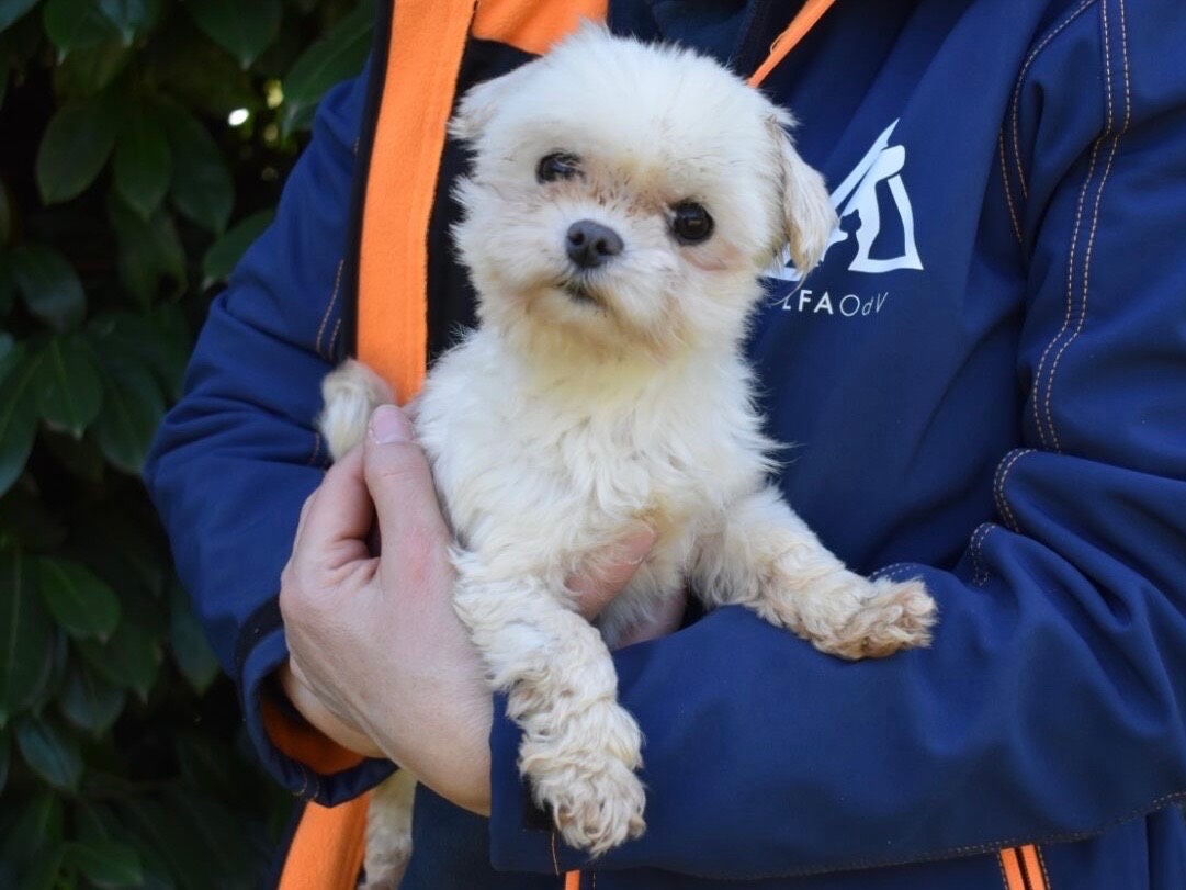 Vuoi adottare un cane a Roma?