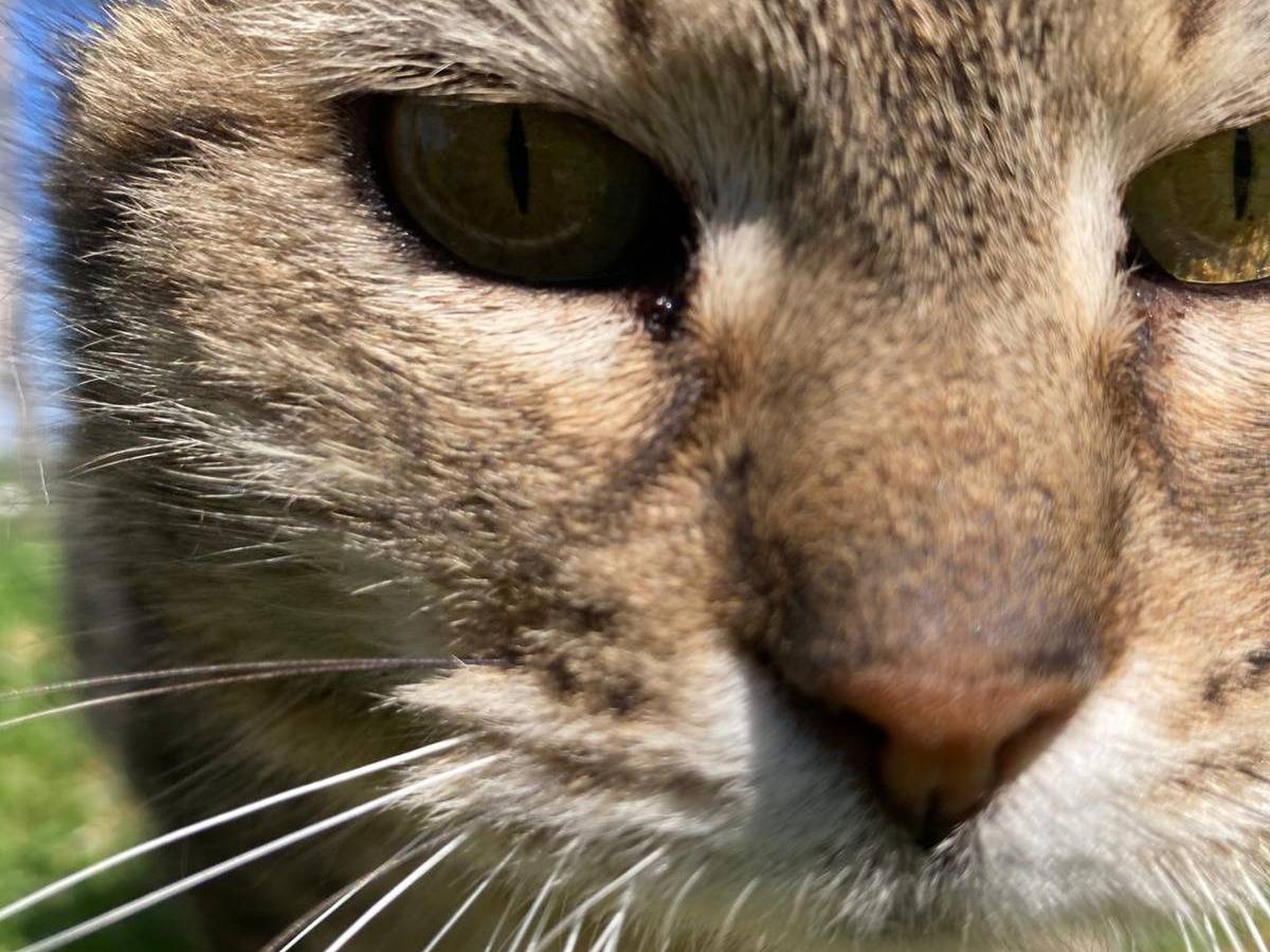 Vuoi adottare un gatto a Pisa?