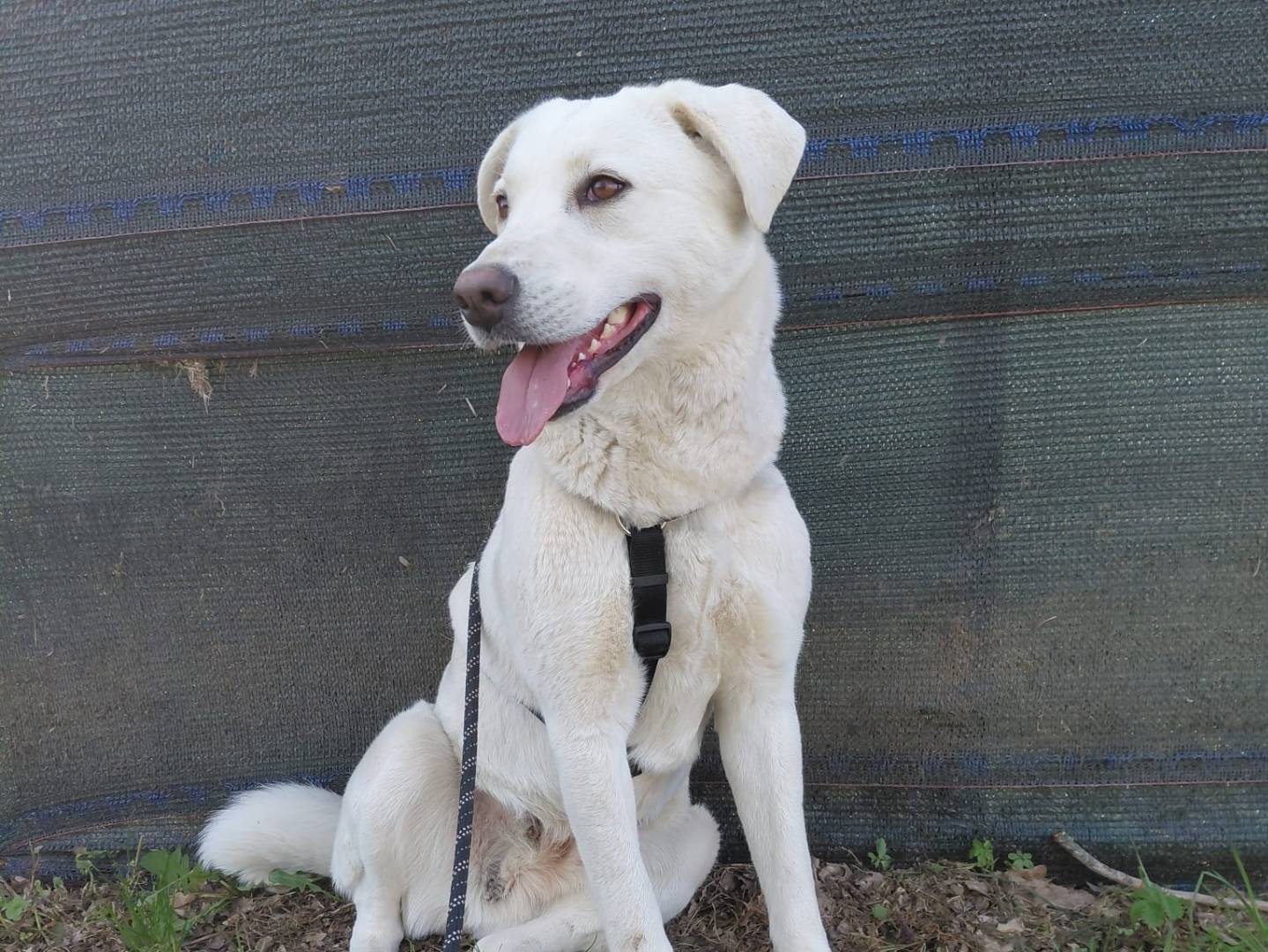 Adozione cane, femmina, Razza sconosciuta Razza sconosciuta, 1 anno e 5 mesi, taglia media, Milano