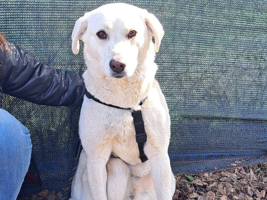 Adotta un cane, femmina, 1 anno e 5 mesi, Milano