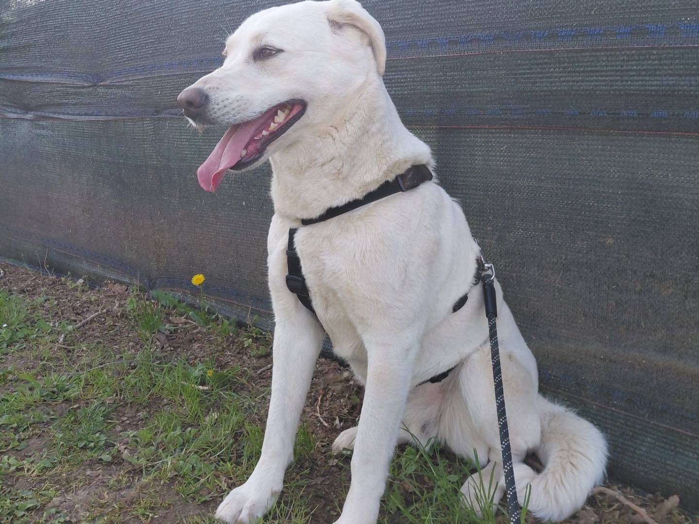 Vuoi adottare un cane a Milano?