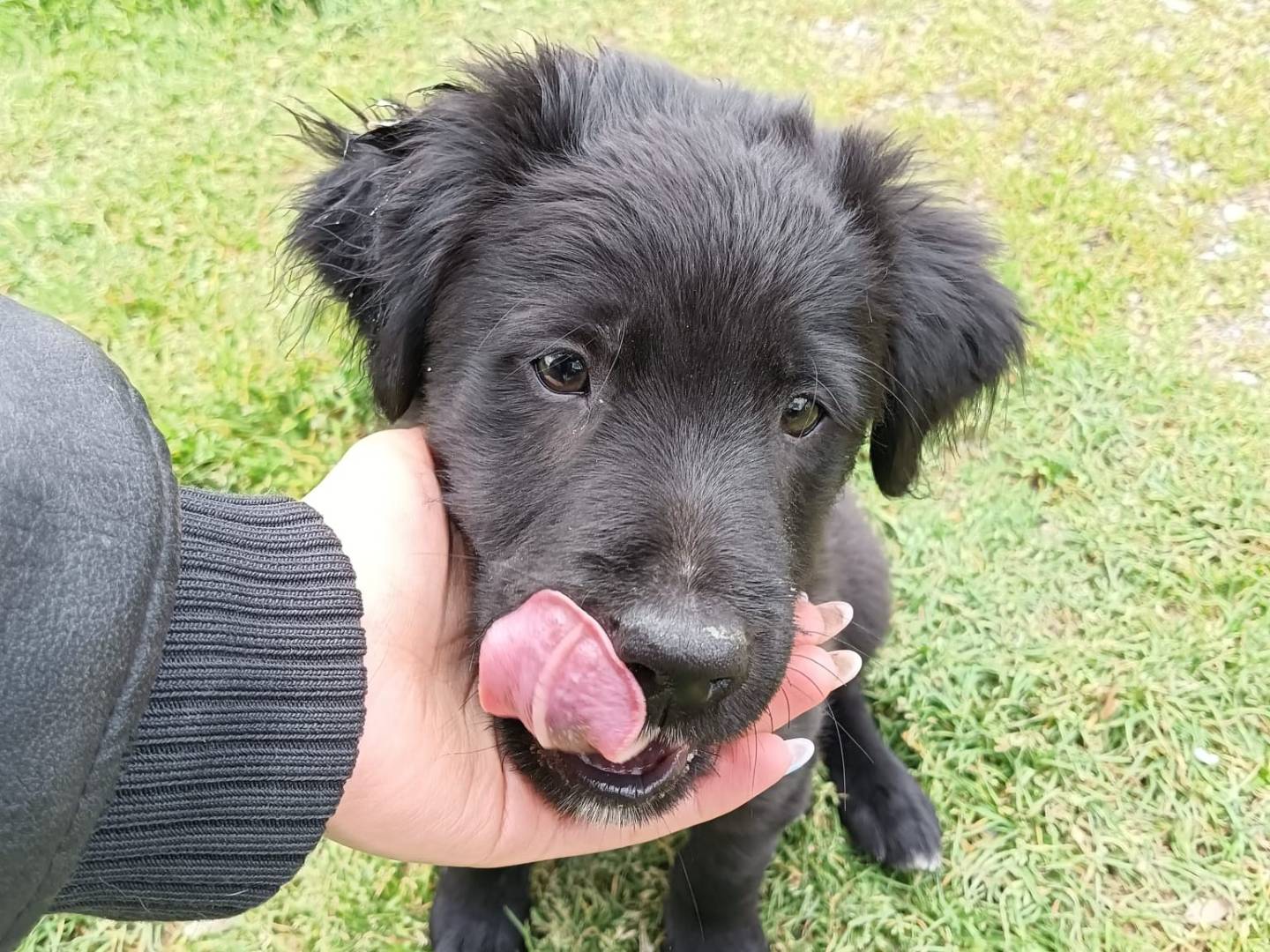 Adozione cane, maschio, Razza sconosciuta Razza sconosciuta, 2 mesi, taglia media, Cuneo