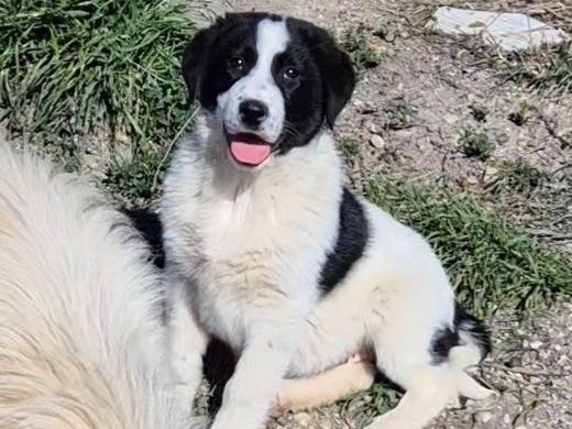 Adozione cane, femmina, Razza sconosciuta Razza sconosciuta, 5 mesi, taglia media, Siena