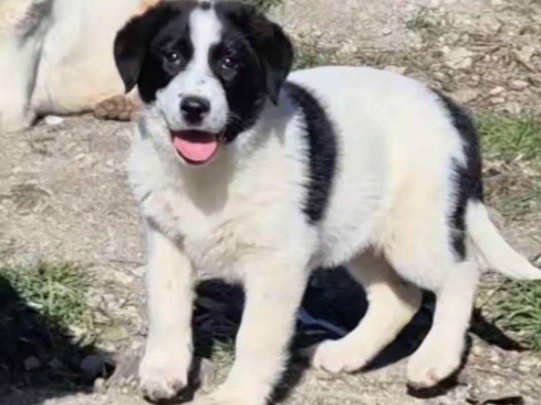 Adotta un cane, taglia media, femmina, Siena