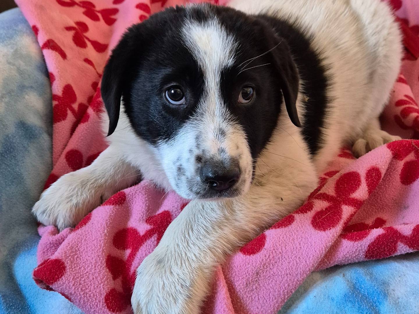 Vuoi adottare un cane a Siena?