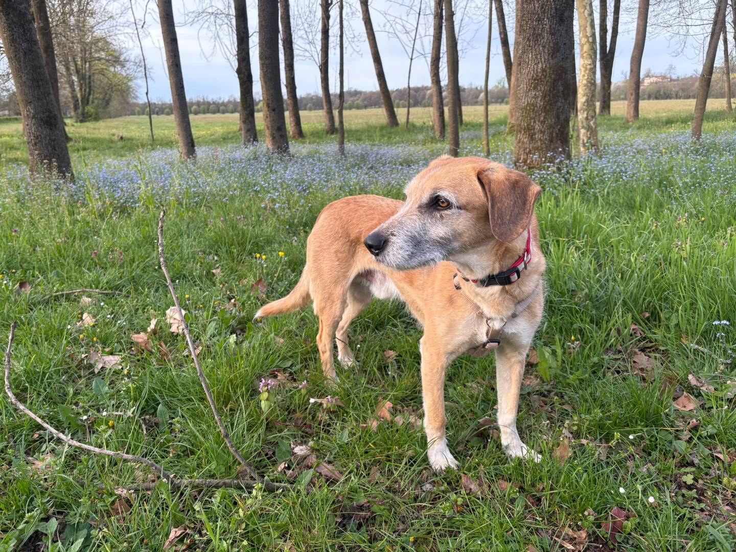 Adozione cane, maschio, Razza sconosciuta Razza sconosciuta, 8 anni e 11 mesi, taglia media, Reggio