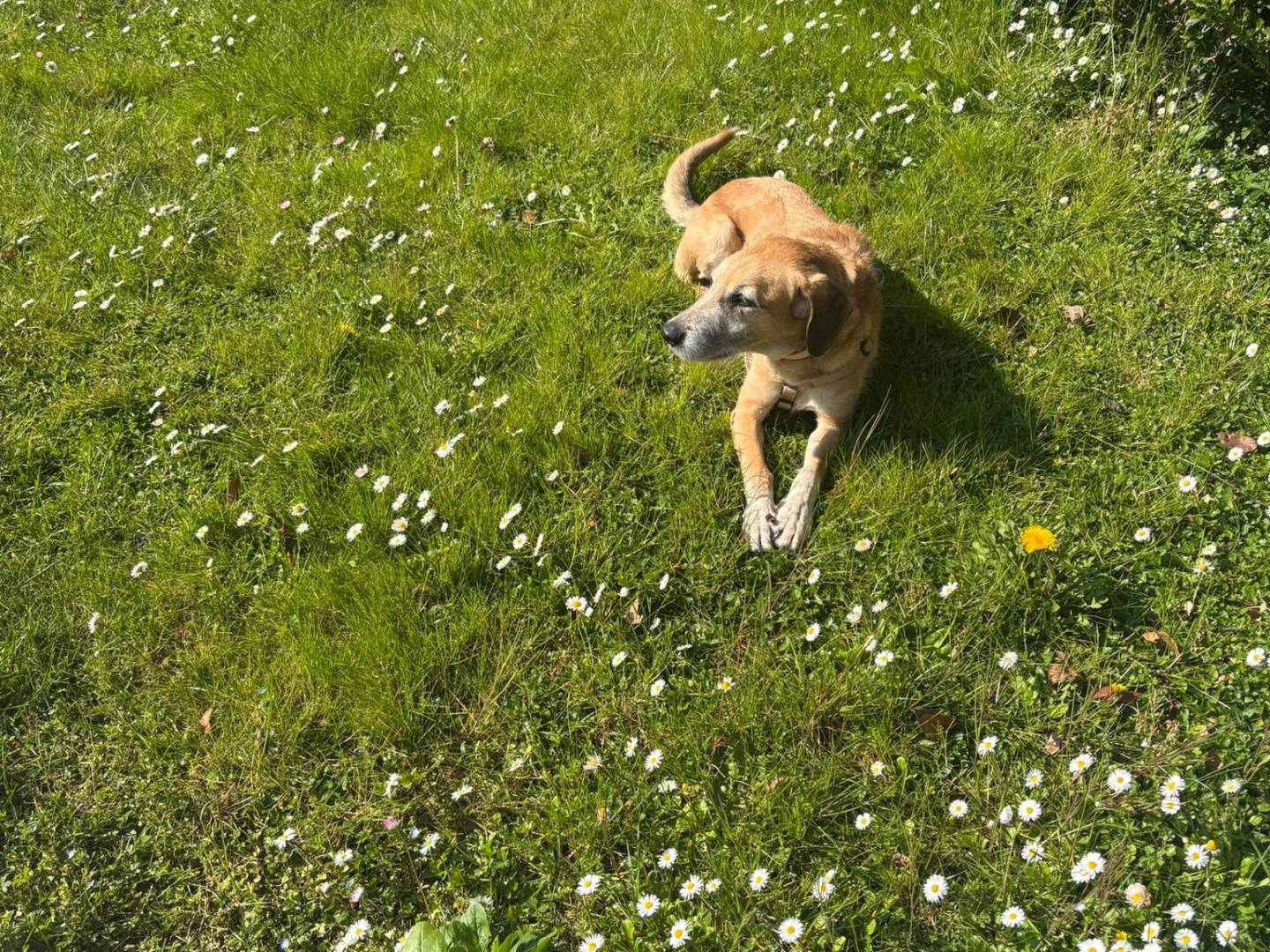 Adotta un cane, maschio, 8 anni e 11 mesi, Reggio