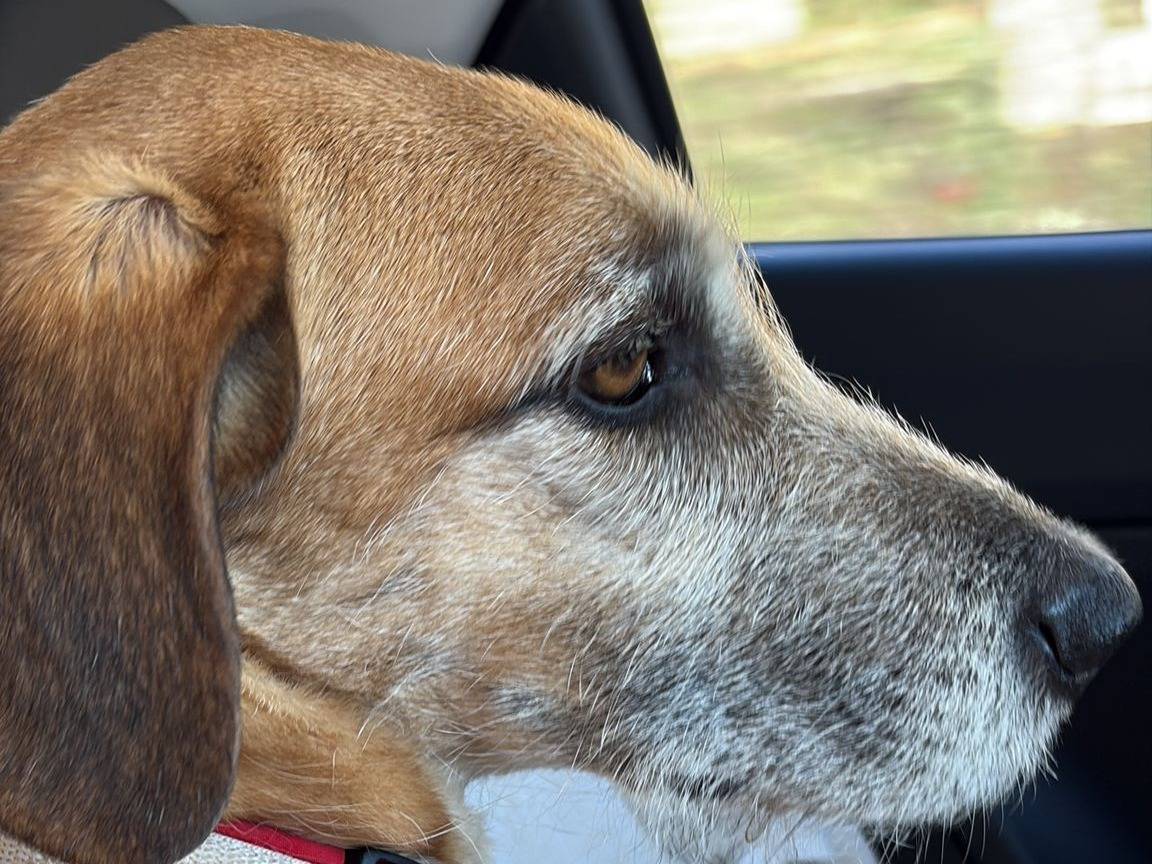 Adotta un cane, taglia media, maschio, Reggio