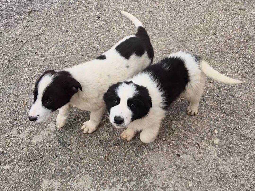 Adozione cane, maschio, Razza sconosciuta Razza sconosciuta, 2 mesi, taglia media, Potenza