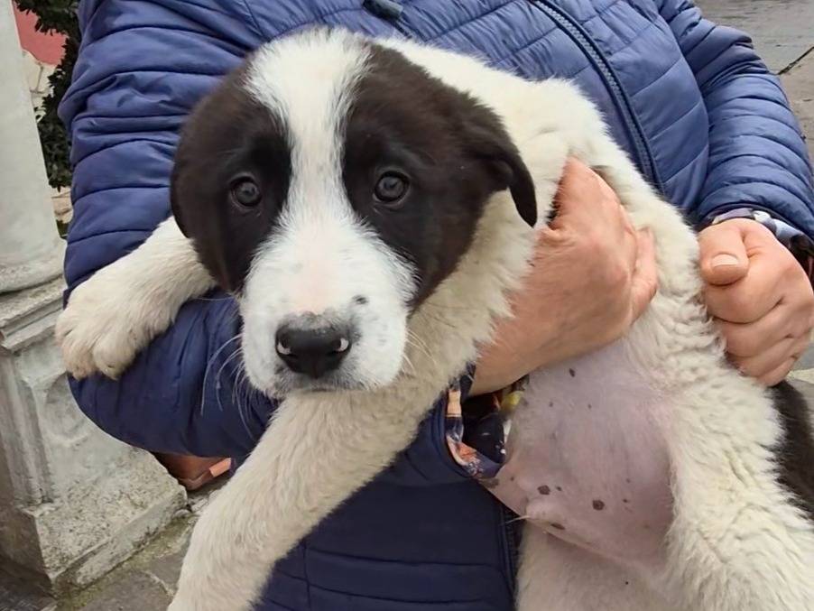 Adotta un cane, maschio, 2 mesi, Potenza