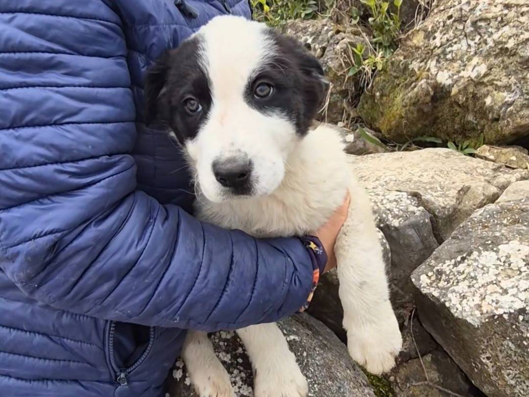 Adotta un cane, taglia media, maschio, Potenza