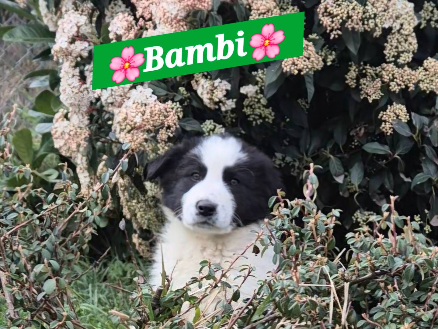 Adozione cane, maschio, Border Collie Razza sconosciuta, 2 mesi, taglia media, Potenza