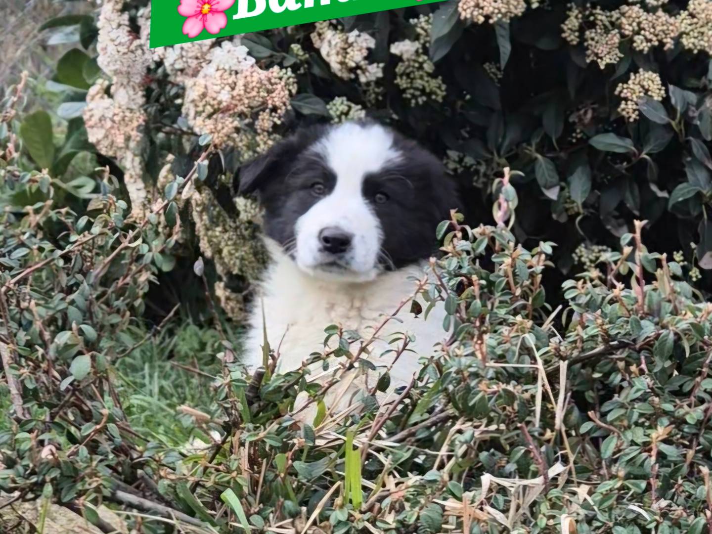 Adotta un cane, taglia media, maschio, Potenza