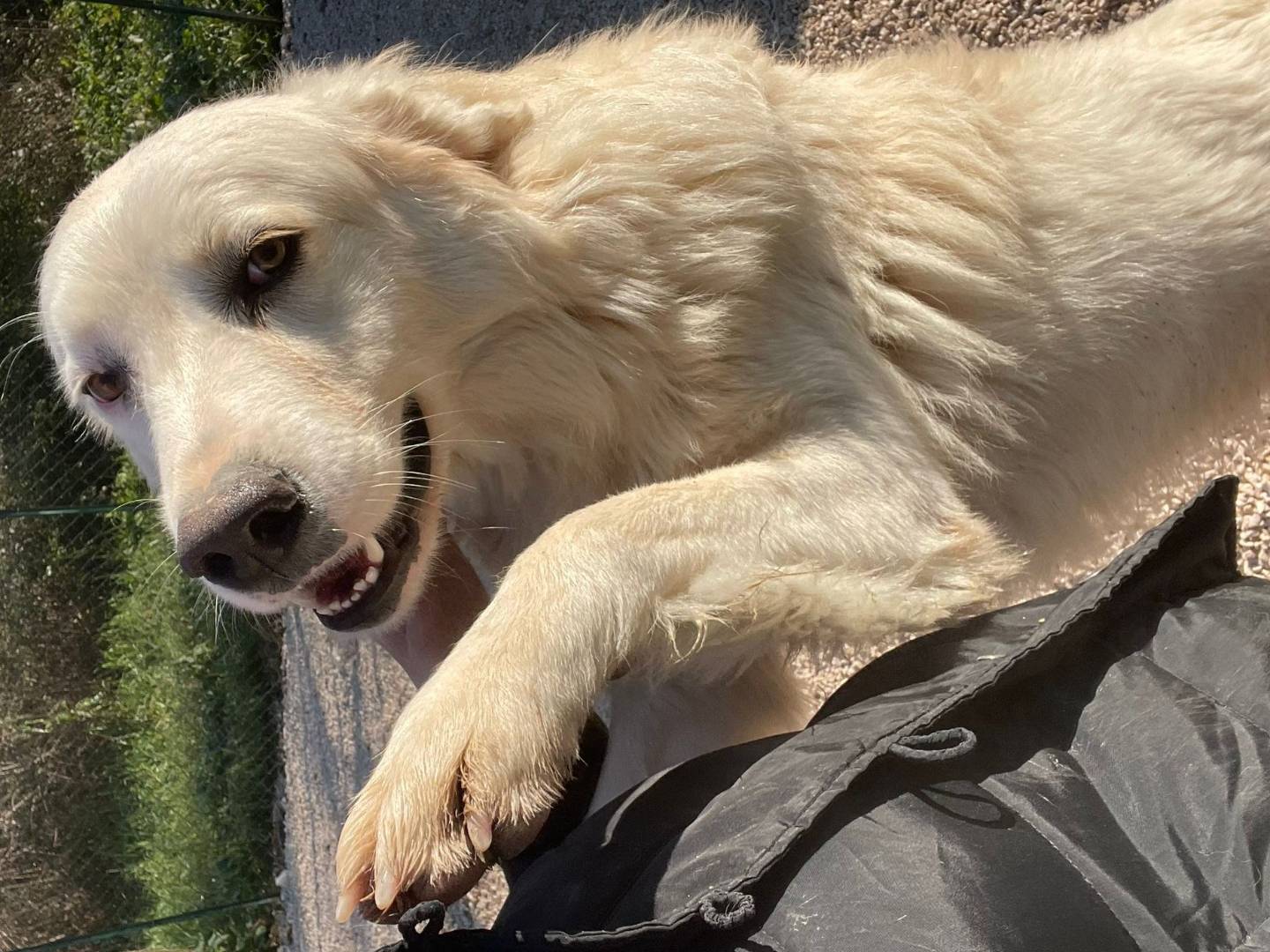 Adozione cane, maschio, Razza sconosciuta Razza sconosciuta, 1 anno e 10 mesi, taglia grande, Frosinone