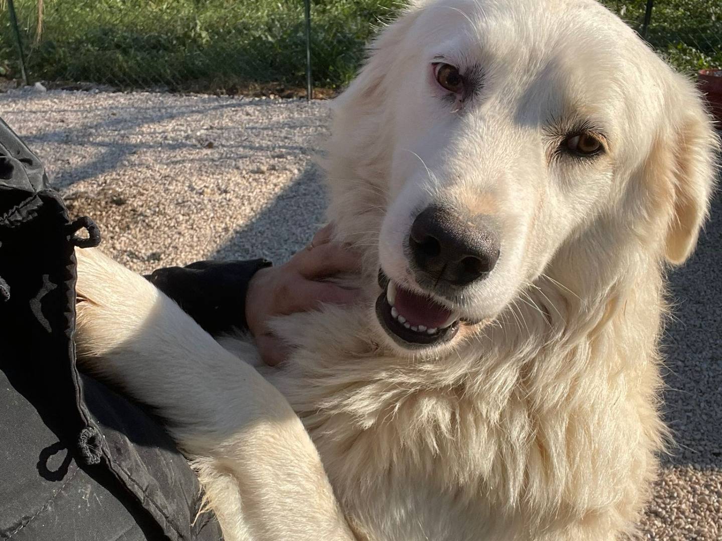 Adotta un cane, maschio, 1 anno e 10 mesi, Frosinone