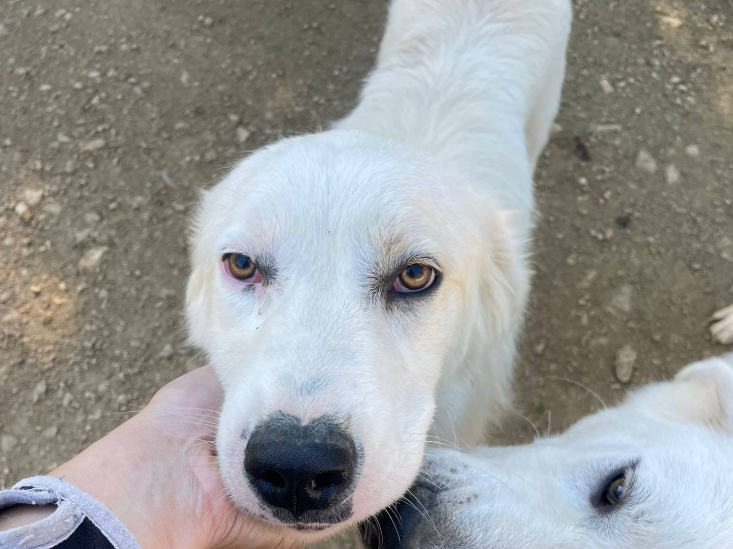 Adotta un cane, taglia grande, maschio, Frosinone