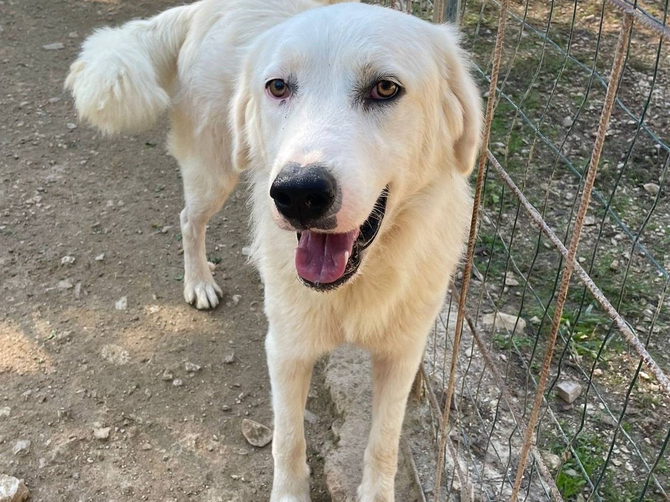 Adotta il cane OSLO a Frosinone