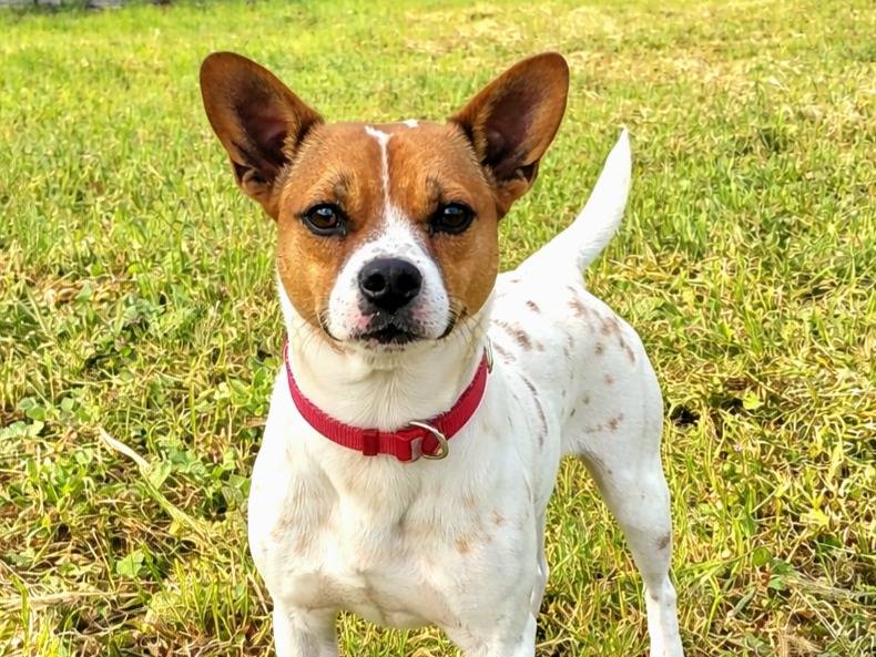 Adozione cane, femmina, Razza sconosciuta Razza sconosciuta, 1 anno e 1 mese, taglia media, Siracusa