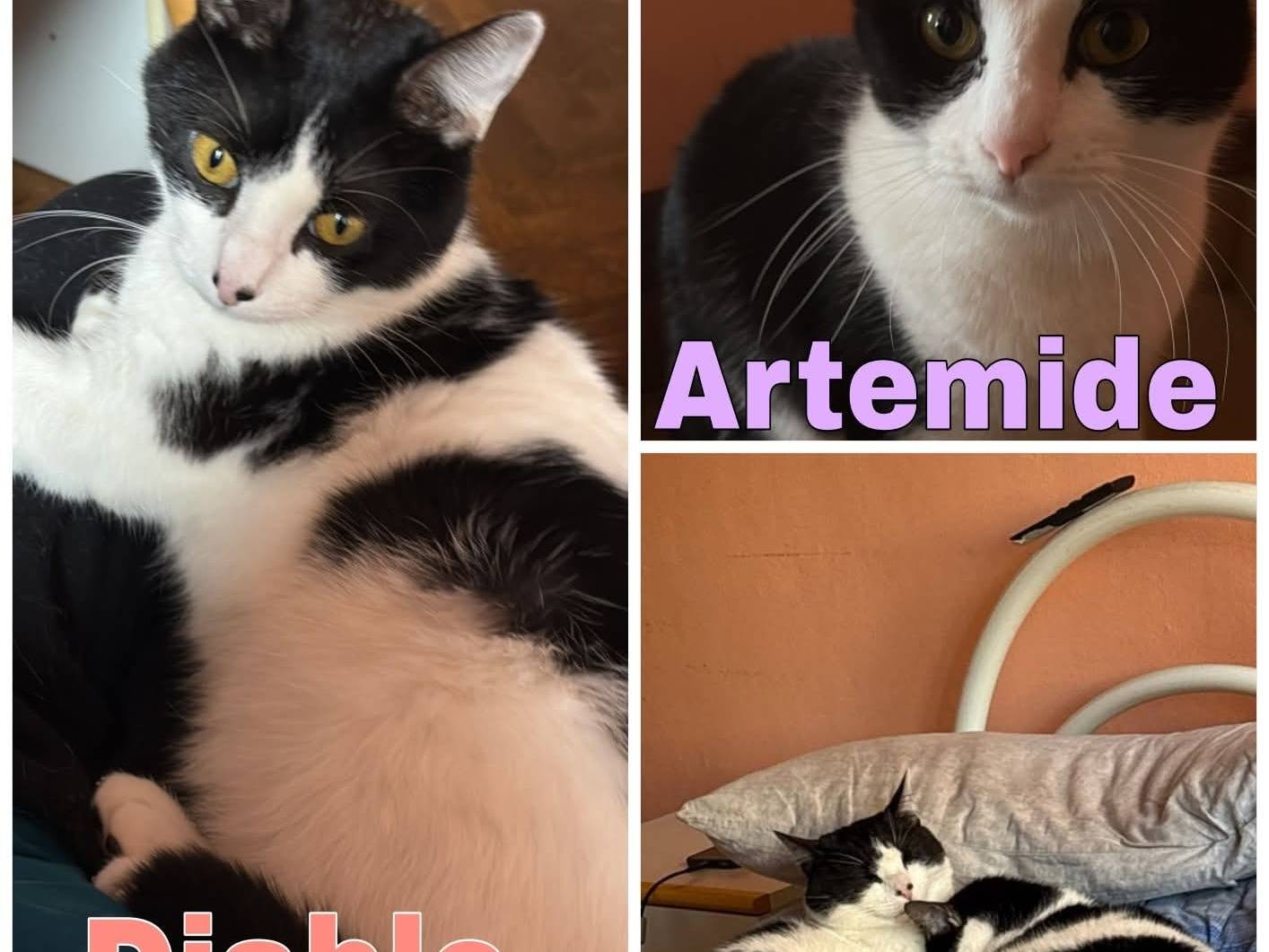 Adozione gatto, maschio, Razza sconosciuta Razza sconosciuta, 2 anni, taglia non valida, Torino