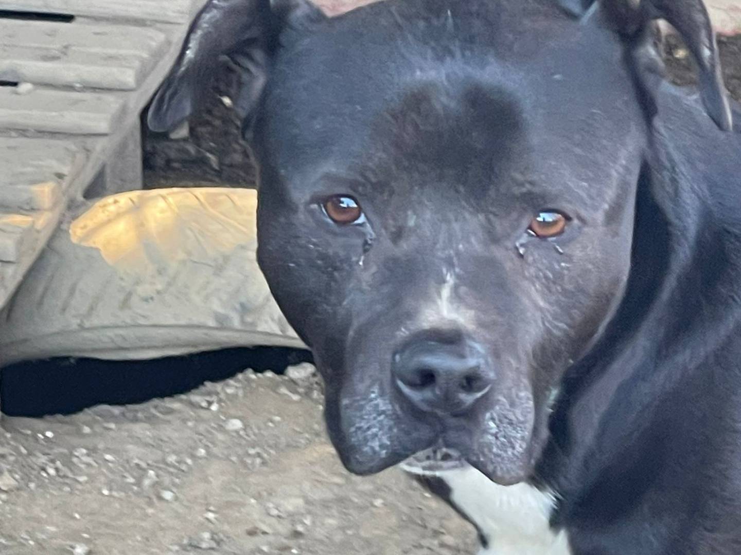 Adozione cane, maschio, Pitbull Razza sconosciuta, 1 anno e 3 mesi, taglia media, Napoli