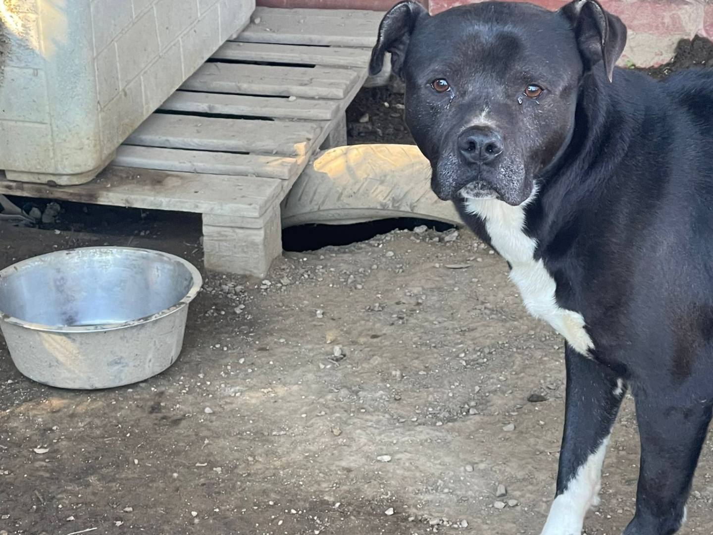 Adotta un cane, maschio, 1 anno e 3 mesi, Napoli