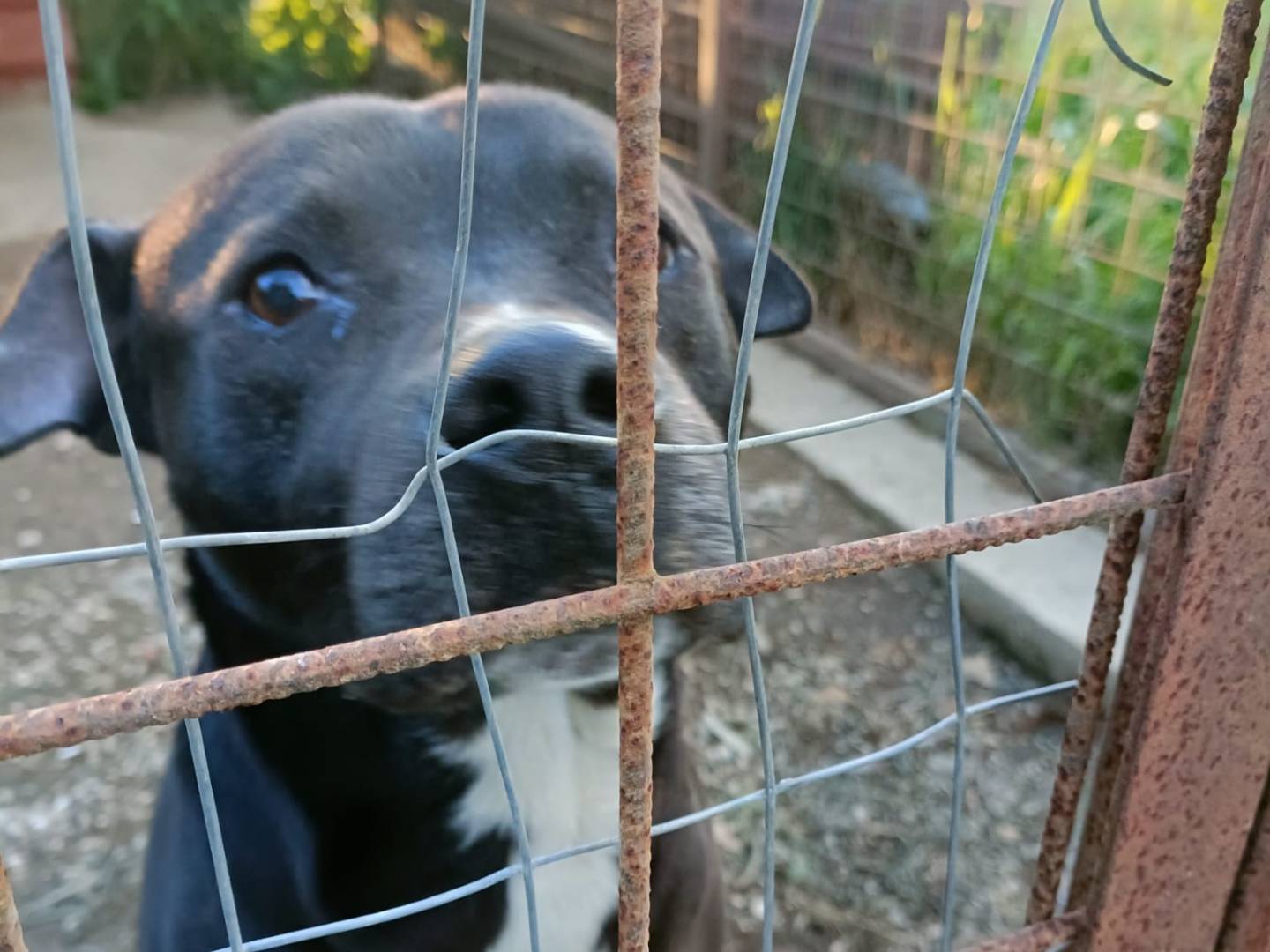 Adotta un cane, taglia media, maschio, Napoli