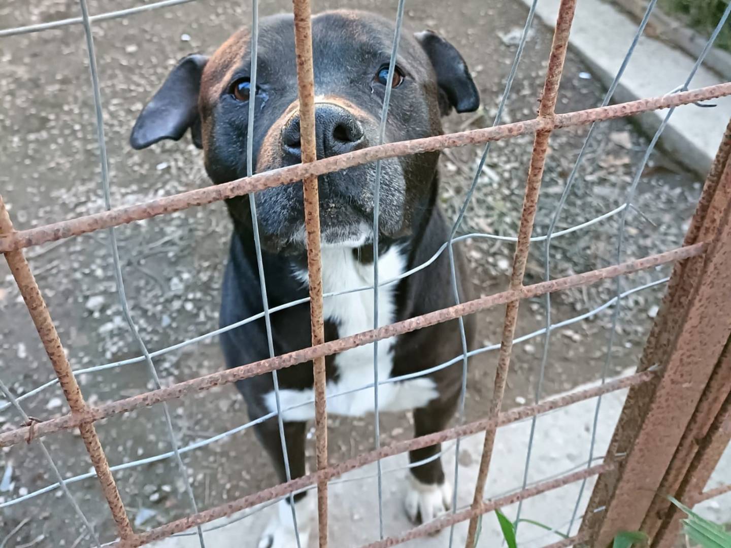 Vuoi adottare un cane a Napoli?