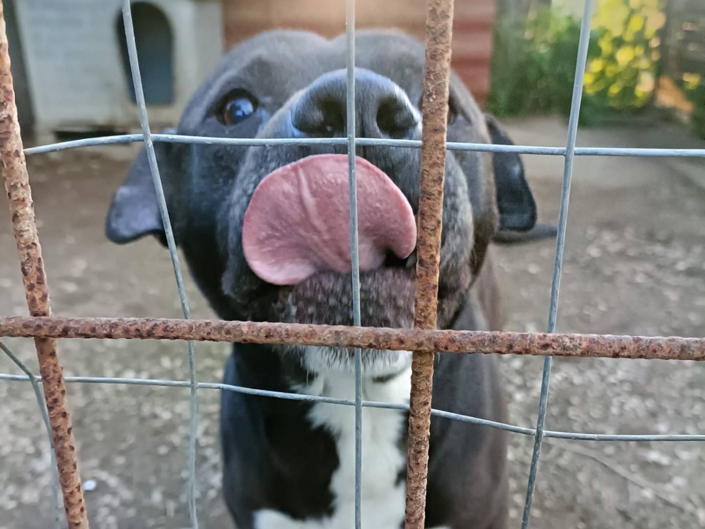 Adotta il cane Gennaro a Napoli
