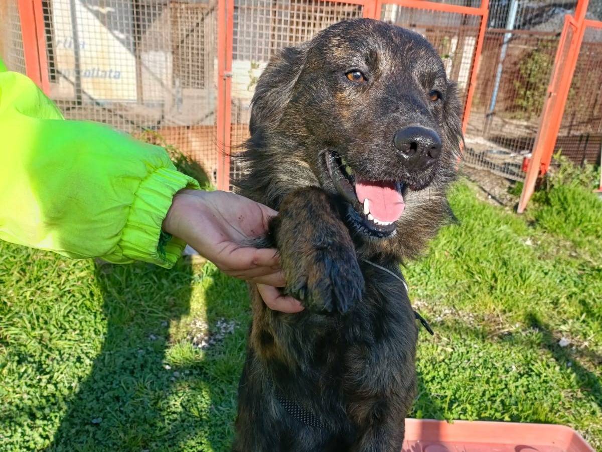 Vuoi adottare un cane a Napoli?