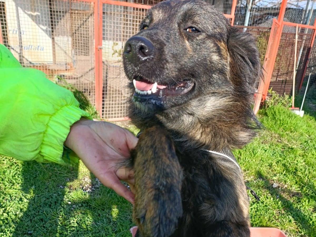 Adotta il cane Kiwi a Napoli