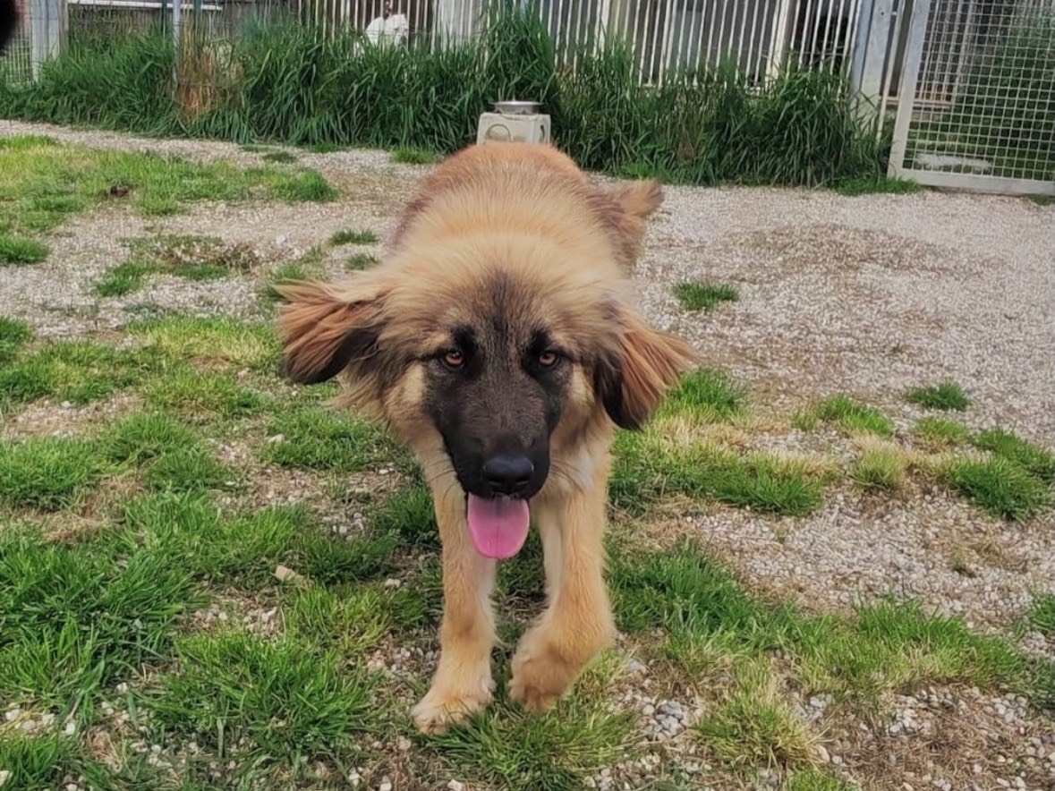 Adozione cane, femmina, Razza sconosciuta Razza sconosciuta, 1 anno e 2 mesi, taglia media contenuta, Treviso
