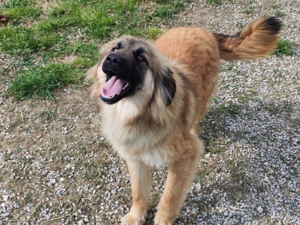 Adotta un cane, femmina, 1 anno e 2 mesi, Treviso