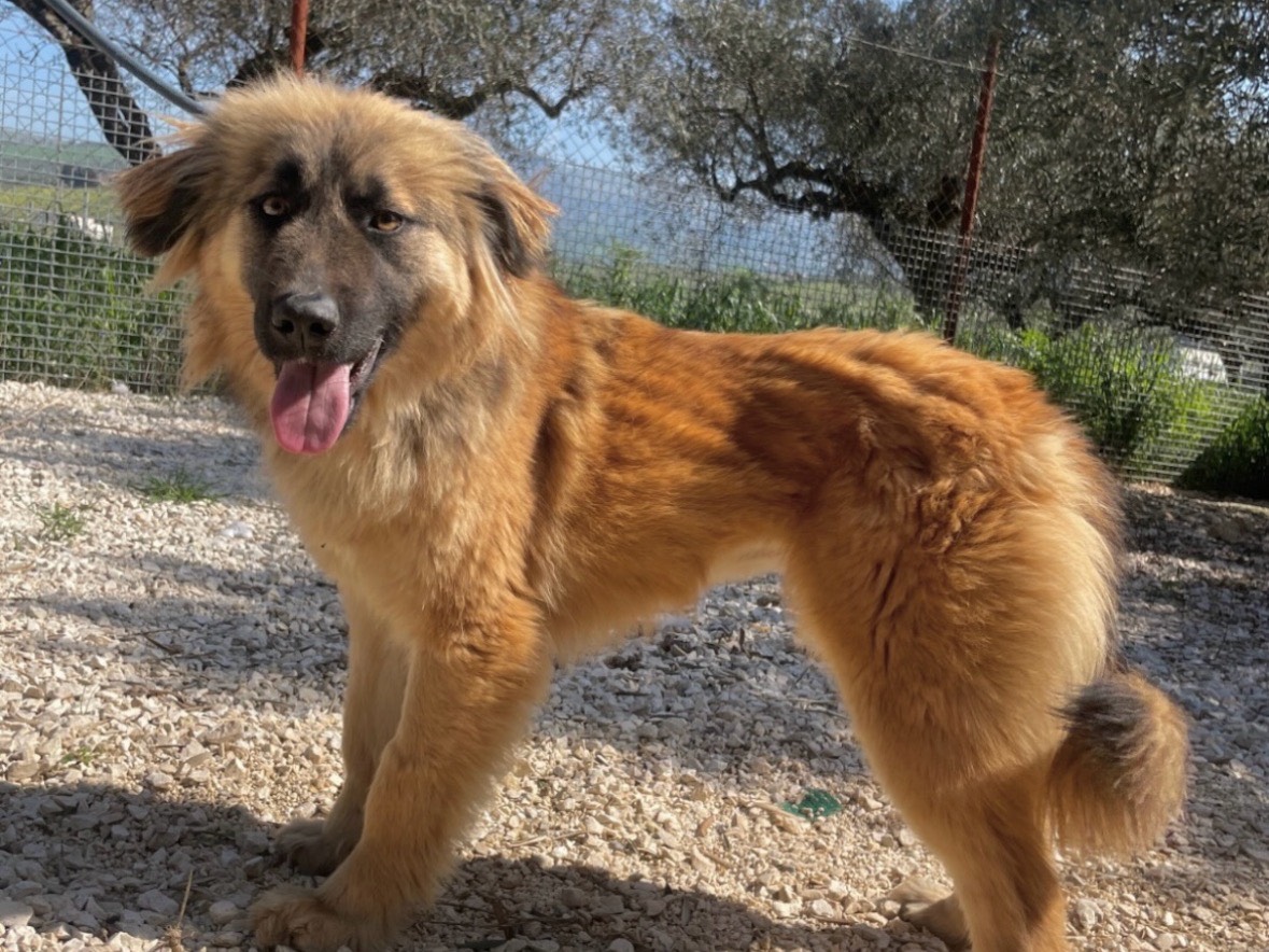 Adotta un cane, taglia media contenuta, femmina, Treviso