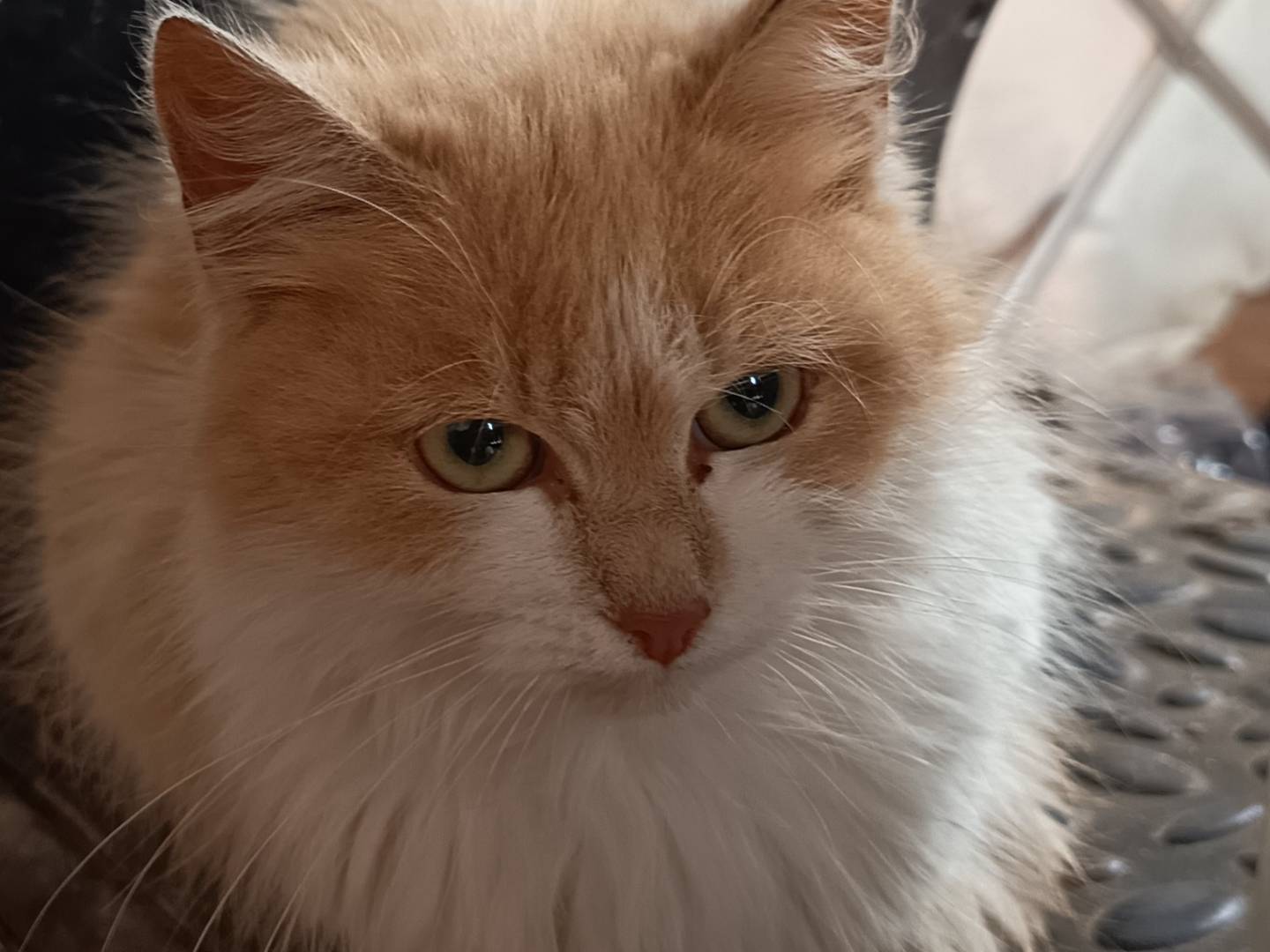 Adozione gatto, femmina, Razza sconosciuta Razza sconosciuta, 6 mesi, taglia non valida, Trapani