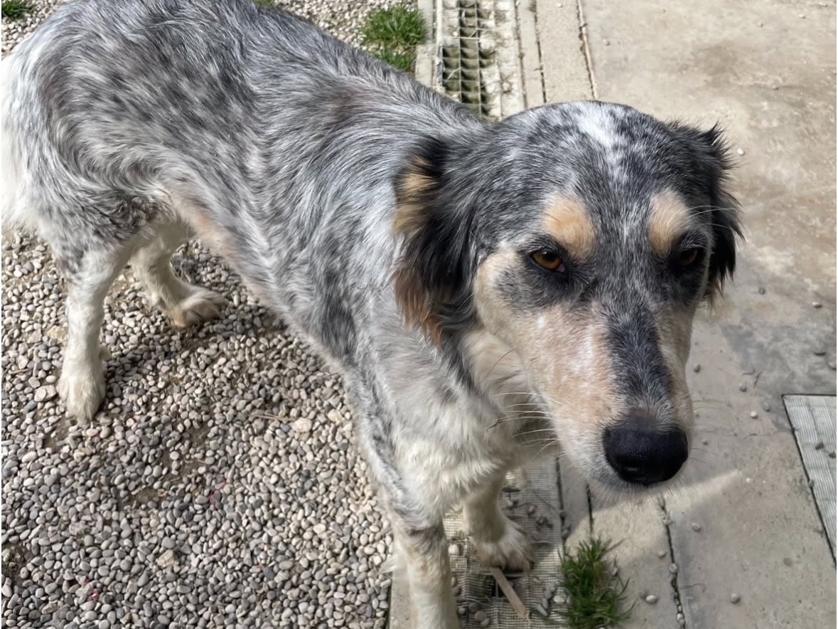 Vuoi adottare un cane a Treviso?