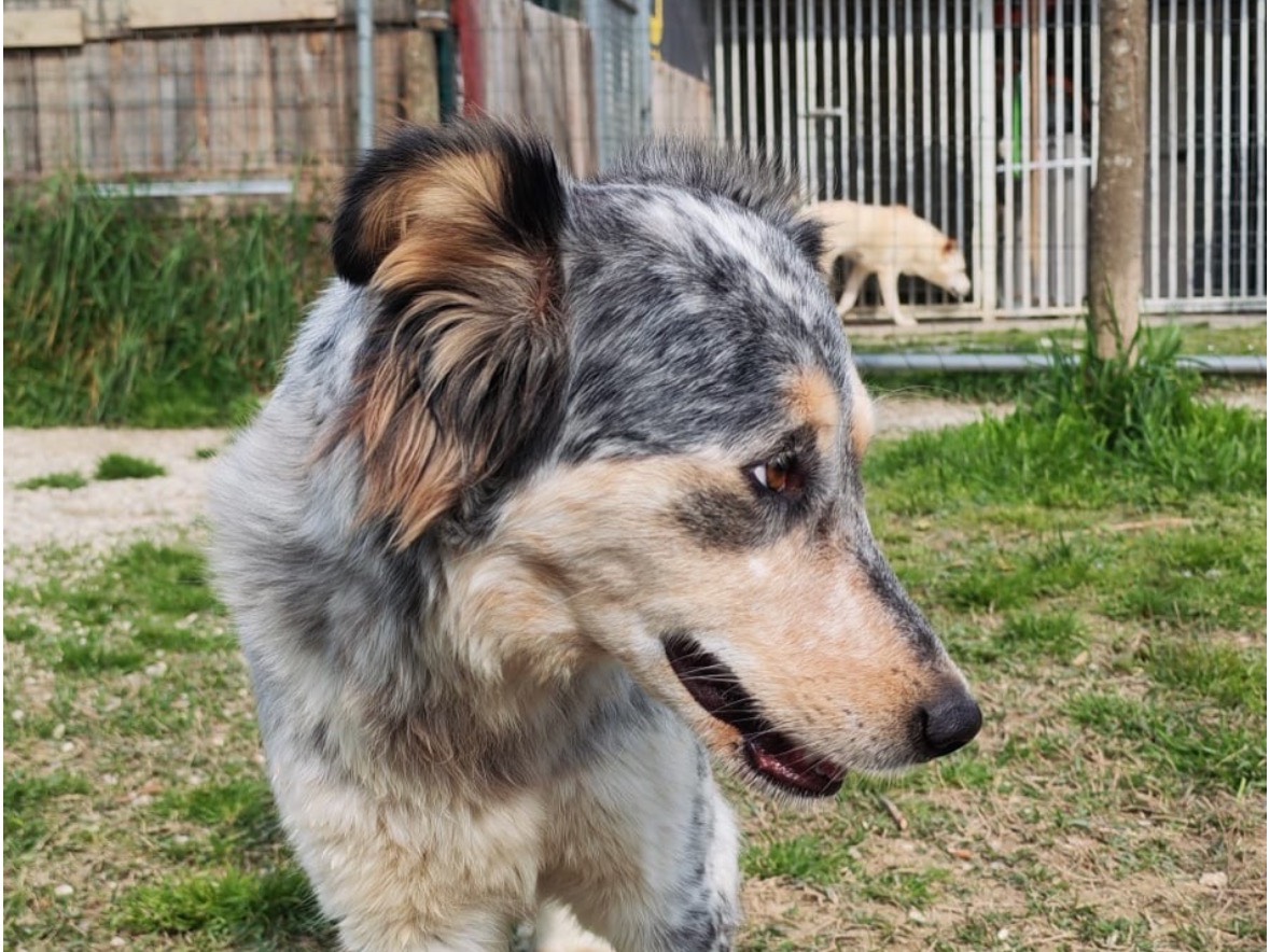 Adotta il cane Luna  a Treviso