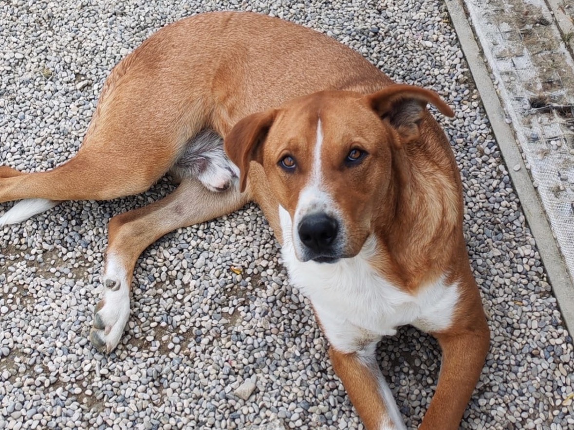 Adozione cane, maschio, Razza sconosciuta Razza sconosciuta, 1 anno e 2 mesi, taglia grande, Treviso