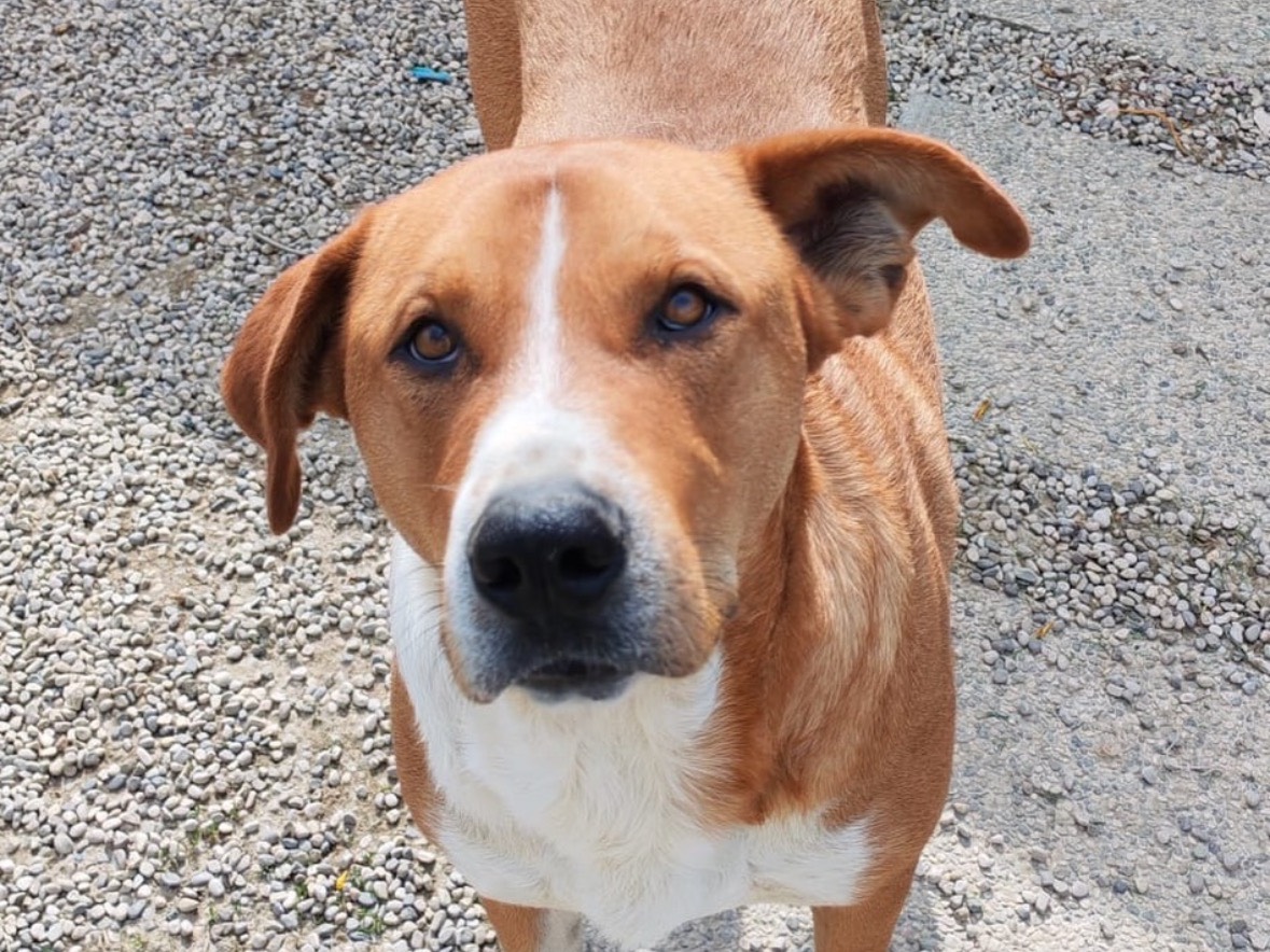 Adotta un cane, maschio, 1 anno e 2 mesi, Treviso