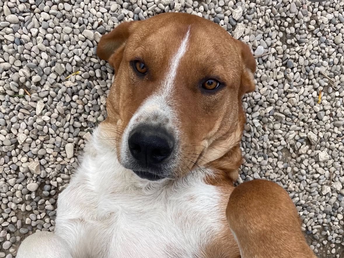 Adotta un cane, taglia grande, maschio, Treviso