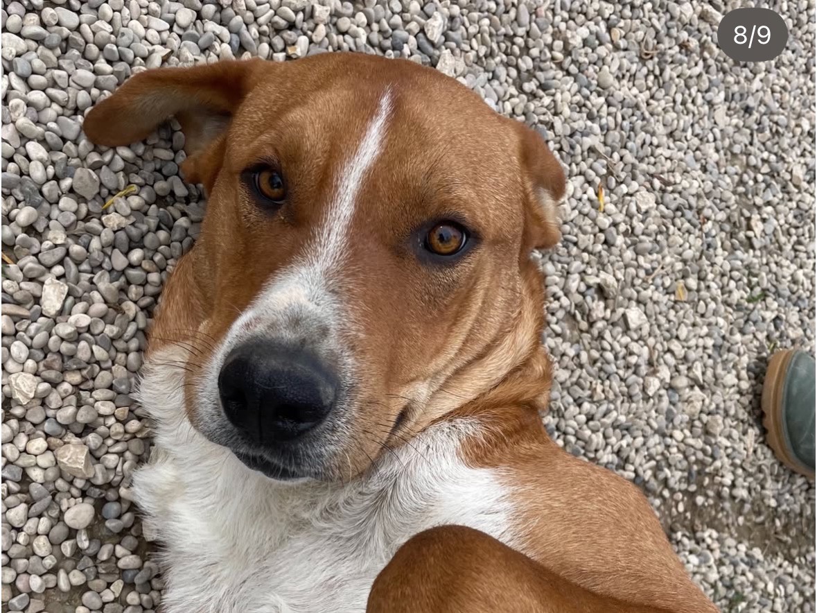 Vuoi adottare un cane a Treviso?