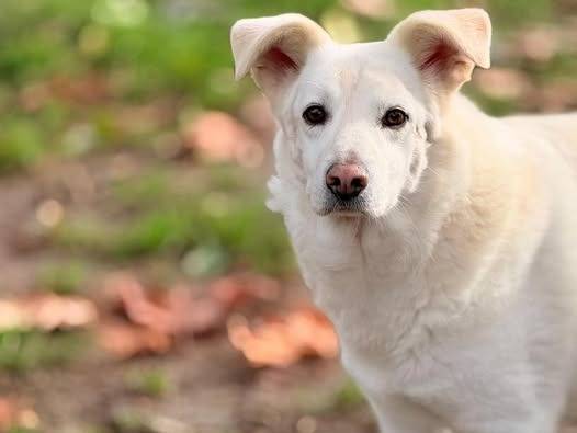 Adozione cane, maschio, Razza sconosciuta Razza sconosciuta, 6 anni e 4 mesi, taglia media contenuta, Bergamo