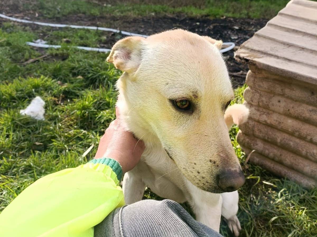 Vuoi adottare un cane a Napoli?